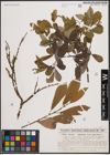 Foto von Salix cinerea L. x Salix nigricans Sm.
